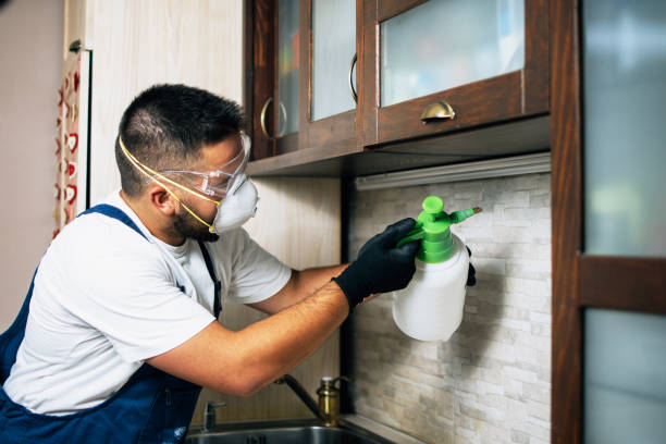 Best Wasp Removal Services  in Olympia Fields, IL