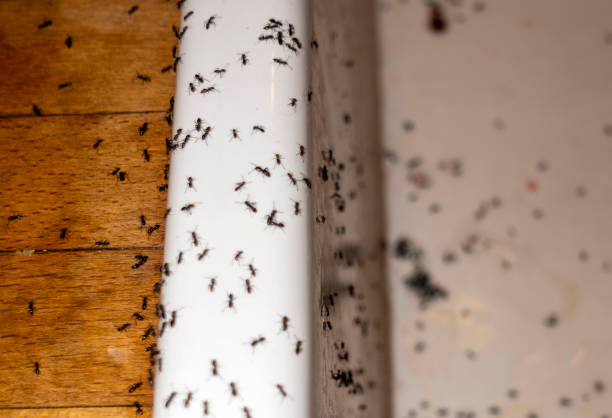 Best Best Pest Control Companies  in Olympia Fields, IL