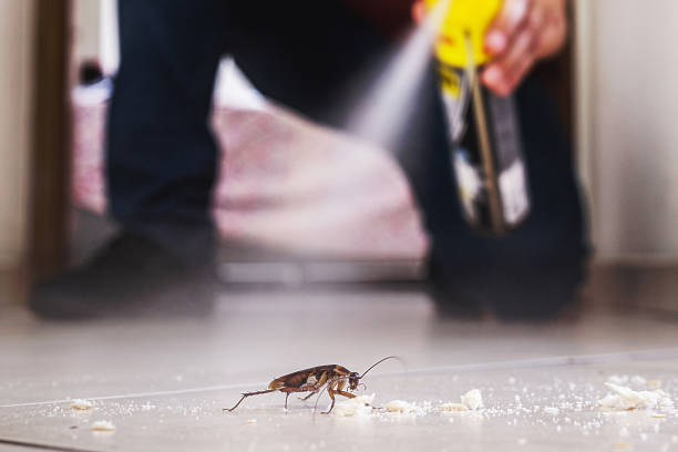 Best Cockroach Control Services  in Olympia Fields, IL